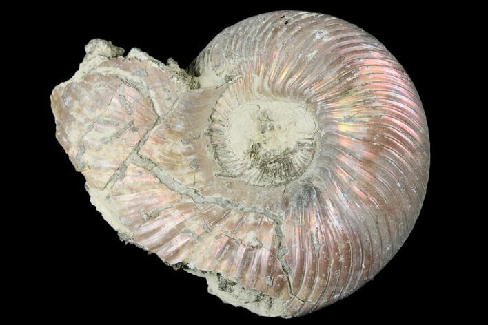 Iridescent, Pyritized Ammonite (Quenstedticeras) Fossil - Russia #175036